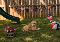 Rocket Aka gray collar , a male Golden Retriever for sale in McConnellsburg, PA – 4 of 4