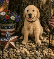Chocolate aka brown collar, a male Golden Retriever for sale in McConnellsburg, PA – 1 of 3