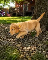 Sunshine a.k.a. yellow collar, a male Golden Retriever for sale in McConnellsburg, PA – 2 of 3