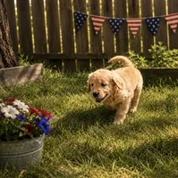 Chocolate aka brown collar, a male Golden Retriever for sale in McConnellsburg, PA – 3 of 3