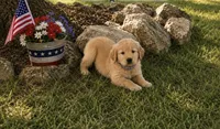 Rocket Aka gray collar , a male Golden Retriever for sale in McConnellsburg, PA – 2 of 4