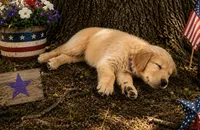 Banana, a.k.a. purple collar, a female Golden Retriever for sale in McConnellsburg, PA – 4 of 4