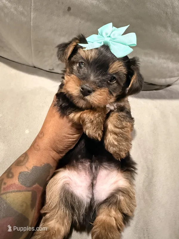 Whiskey  – Yorkshire Terrier puppy for sale in Temple Hills, MD