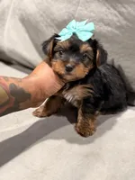 Whiskey , a male Yorkshire Terrier for sale in Temple Hills, MD – Photo 2 of 4