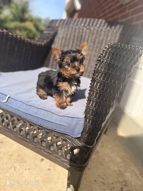 Whiskey Akc  – Yorkshire Terrier puppy for sale in Temple Hills, MD