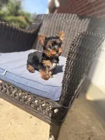 Whiskey , a male Yorkshire Terrier for sale in Temple Hills, MD – Photo 4 of 4