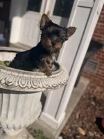 Whiskey , a male Yorkshire Terrier for sale in Temple Hills, MD – Photo 3 of 4
