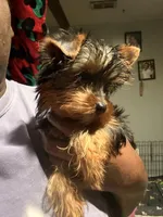 Tcup Mocha AKC, a female Yorkshire Terrier for sale in Temple Hills, MD – 7 of 9