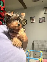 Tcup Mocha AKC, a female Yorkshire Terrier for sale in Temple Hills, MD – 9 of 9