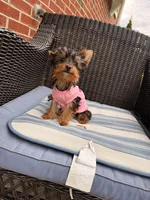 Tcup Mocha AKC, a female Yorkshire Terrier for sale in Temple Hills, MD – 4 of 9