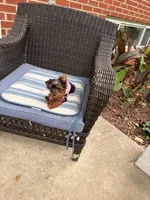 Tcup Mocha AKC, a female Yorkshire Terrier for sale in Temple Hills, MD – 6 of 9
