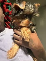 Tcup Mocha AKC, a female Yorkshire Terrier for sale in Temple Hills, MD – 8 of 9