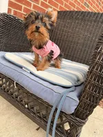 Tcup Mocha AKC, a female Yorkshire Terrier for sale in Temple Hills, MD – 3 of 9