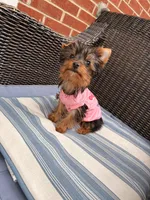 Tcup Mocha AKC, a female Yorkshire Terrier for sale in Temple Hills, MD – 5 of 9