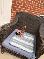 Tcup Mocha AKC, a female Yorkshire Terrier for sale in Temple Hills, MD – 2 of 9
