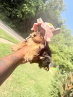 Zara , a female Yorkshire Terrier for sale in Temple Hills, MD – 3 of 5