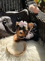 Tcup Mocha AKC, a female Yorkshire Terrier for sale in Temple Hills, MD – 8 of 8