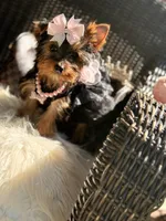 Tcup Mocha AKC, a female Yorkshire Terrier for sale in Temple Hills, MD – 4 of 8