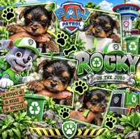 Rocky , a male Yorkshire Terrier for sale in Temple Hills, MD – 1 of 3