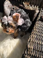 Tcup Mocha AKC, a female Yorkshire Terrier for sale in Temple Hills, MD – 5 of 8