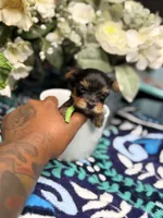 Rocky , a male Yorkshire Terrier for sale in Temple Hills, MD – 3 of 3