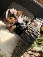 Tcup Mocha AKC, a female Yorkshire Terrier for sale in Temple Hills, MD – 3 of 8