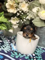 Rubble, a male Yorkshire Terrier for sale in Temple Hills, MD – 2 of 3