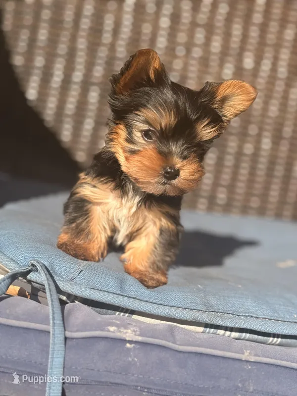 Saki  – Yorkshire Terrier puppy for sale in Temple Hills, MD