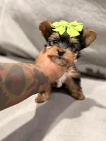 Saki , a male Yorkshire Terrier for sale in Temple Hills, MD – Photo 3 of 4