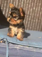 Saki , a male Yorkshire Terrier for sale in Temple Hills, MD – Photo 2 of 4