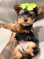 Saki , a male Yorkshire Terrier for sale in Temple Hills, MD – Photo 4 of 4