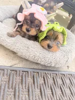 Zara , a female Yorkshire Terrier for sale in Temple Hills, MD – 5 of 5