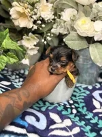 Rubble, a male Yorkshire Terrier for sale in Temple Hills, MD – 3 of 3