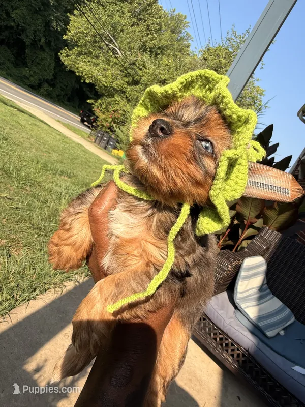 Drake  – Yorkshire Terrier puppy for sale in Temple Hills, MD