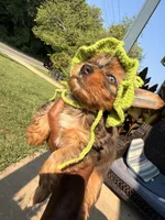 Drake , a male Yorkshire Terrier for sale in Temple Hills, MD – 1 of 3