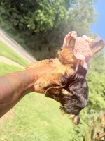 Zara , a female Yorkshire Terrier for sale in Temple Hills, MD – 4 of 5