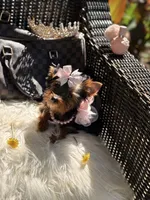 Tcup Mocha AKC, a female Yorkshire Terrier for sale in Temple Hills, MD – 2 of 8