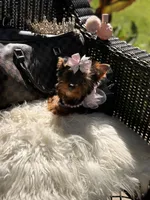 Tcup Mocha AKC, a female Yorkshire Terrier for sale in Temple Hills, MD – 7 of 8