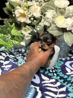 Rocky , a male Yorkshire Terrier for sale in Temple Hills, MD – 2 of 3