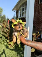 Drake , a male Yorkshire Terrier for sale in Temple Hills, MD – 3 of 3