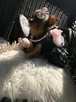 Tcup Mocha AKC, a female Yorkshire Terrier for sale in Temple Hills, MD – 6 of 8