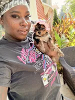Zara , a female Yorkshire Terrier for sale in Temple Hills, MD – 2 of 5
