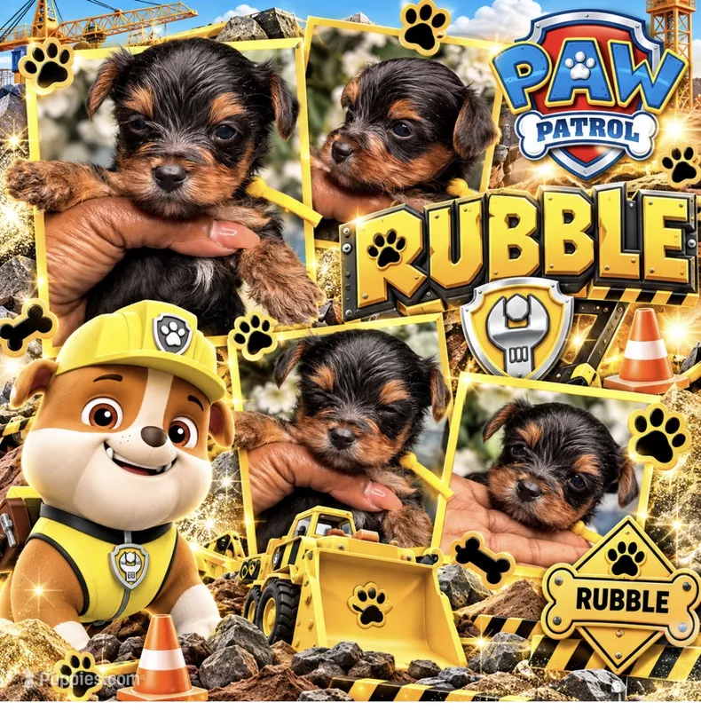 Rubble – Yorkshire Terrier puppy for sale in Temple Hills, MD