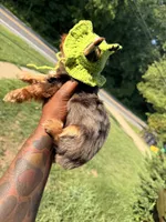 Drake , a male Yorkshire Terrier for sale in Temple Hills, MD – 2 of 3