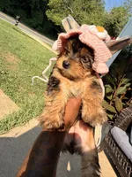 Zara , a female Yorkshire Terrier for sale in Temple Hills, MD – 1 of 5