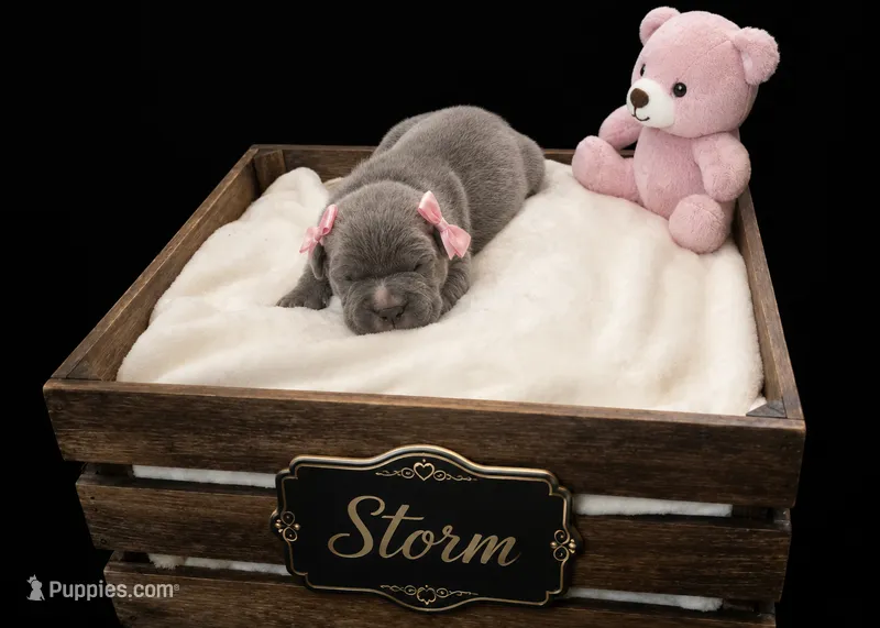 Storm  – Cane Corso puppy for sale in Avondale, AZ