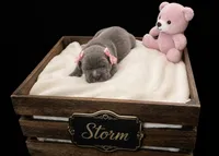 Storm , a female Cane Corso for sale in Avondale, AZ – 1 of 1