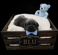 Blu, a male Cane Corso for sale in Avondale, AZ – 1 of 1