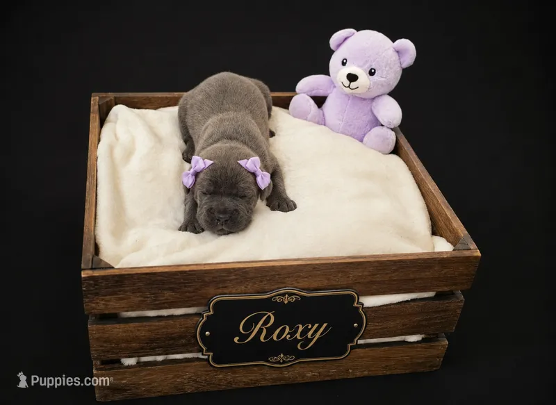 Roxy – Cane Corso puppy for sale in Avondale, AZ