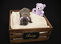 Roxy, a female Cane Corso for sale in Avondale, AZ – 1 of 1